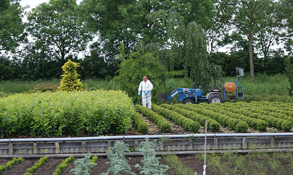 Boomkwekerij Boskoop Brand en Co